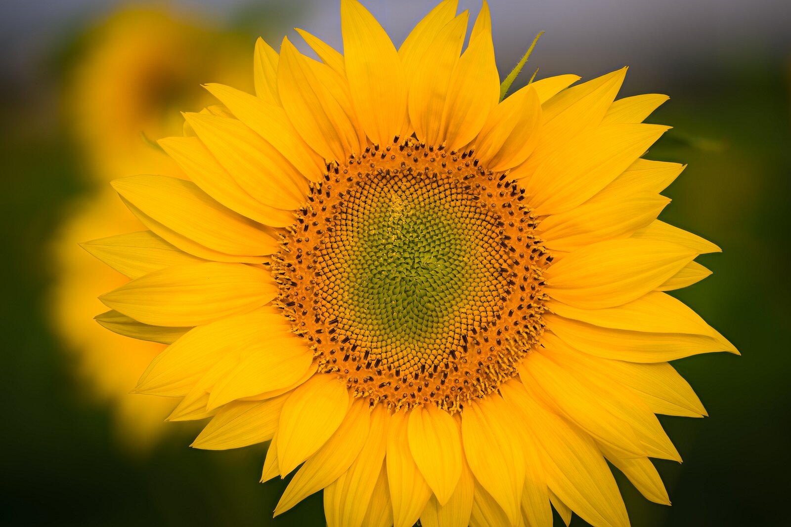 Golden Geometry A close-up of a sunflower reveals a tight spiral of seeds and yellow petals.