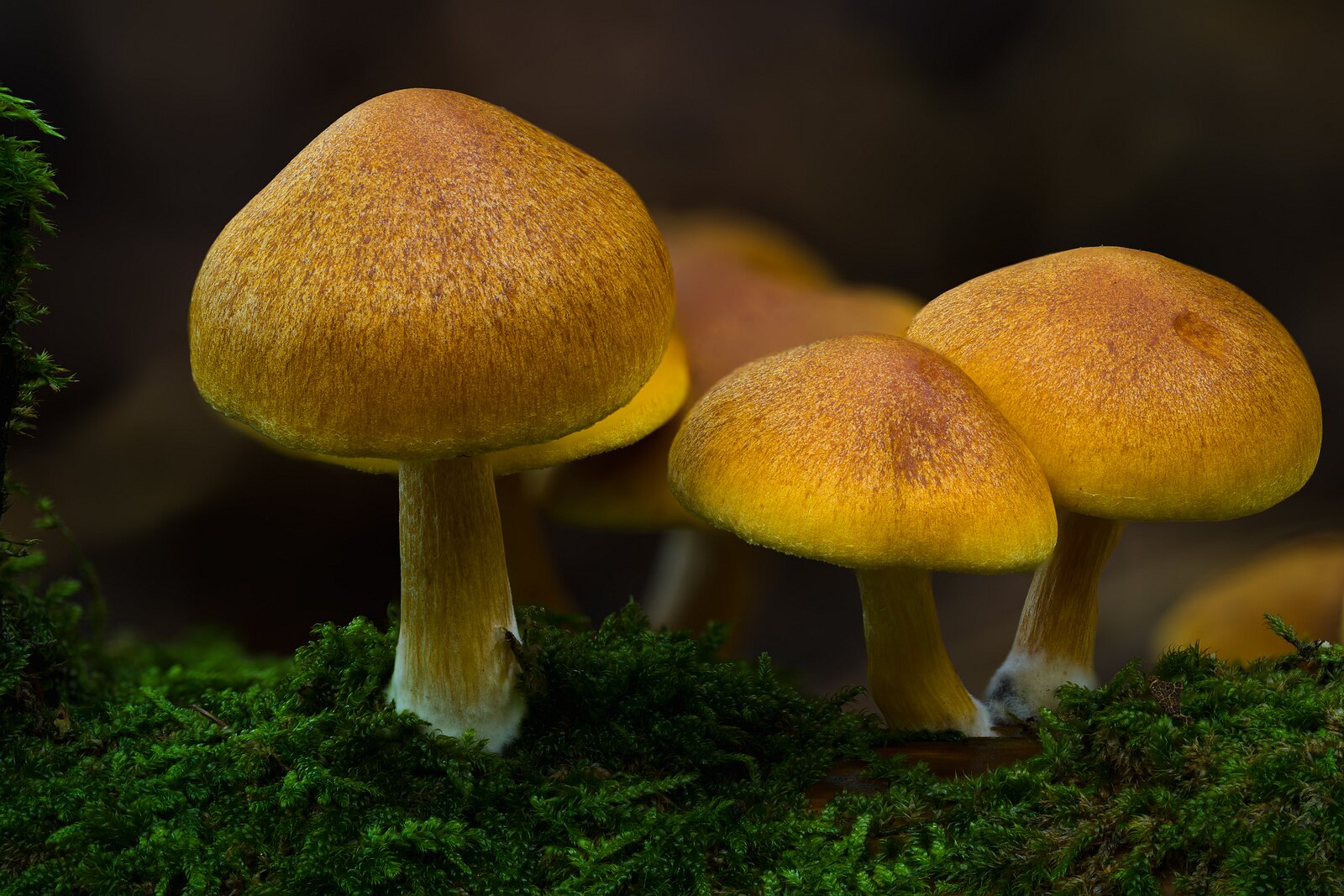 _NZ93976s Bright orange mushrooms rise from lush moss on the forest floor.