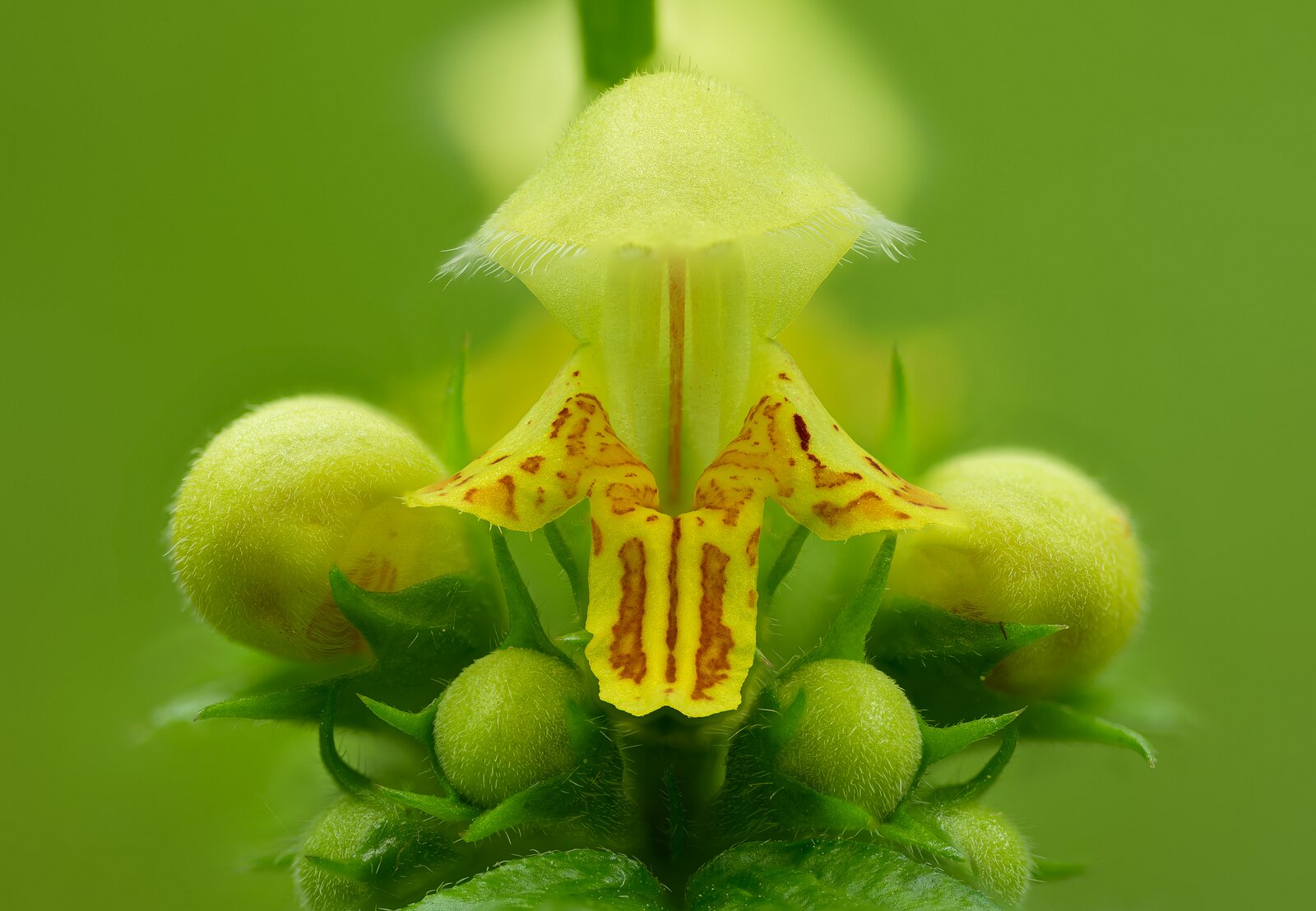 Garden Alien A fuzzy yellow flower blooms with curved petals and fine hairs.