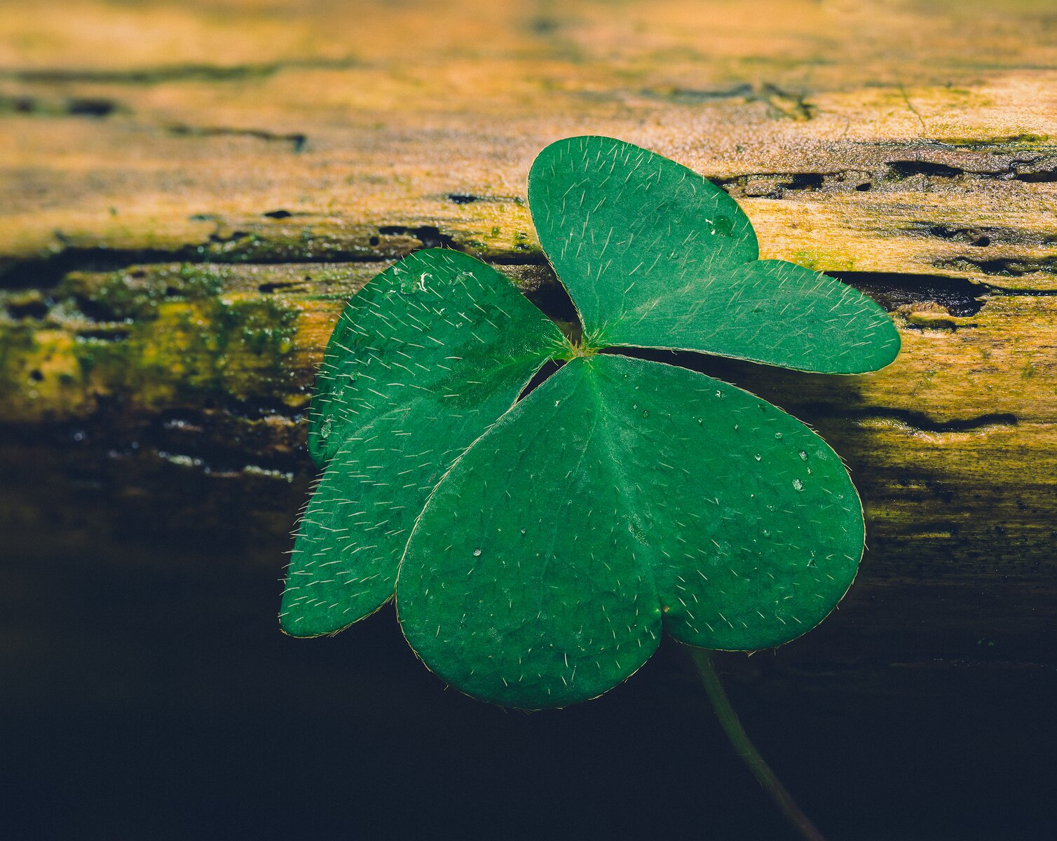Green Icon A close-up of a three-leaved shamrock resting on a mossy log.