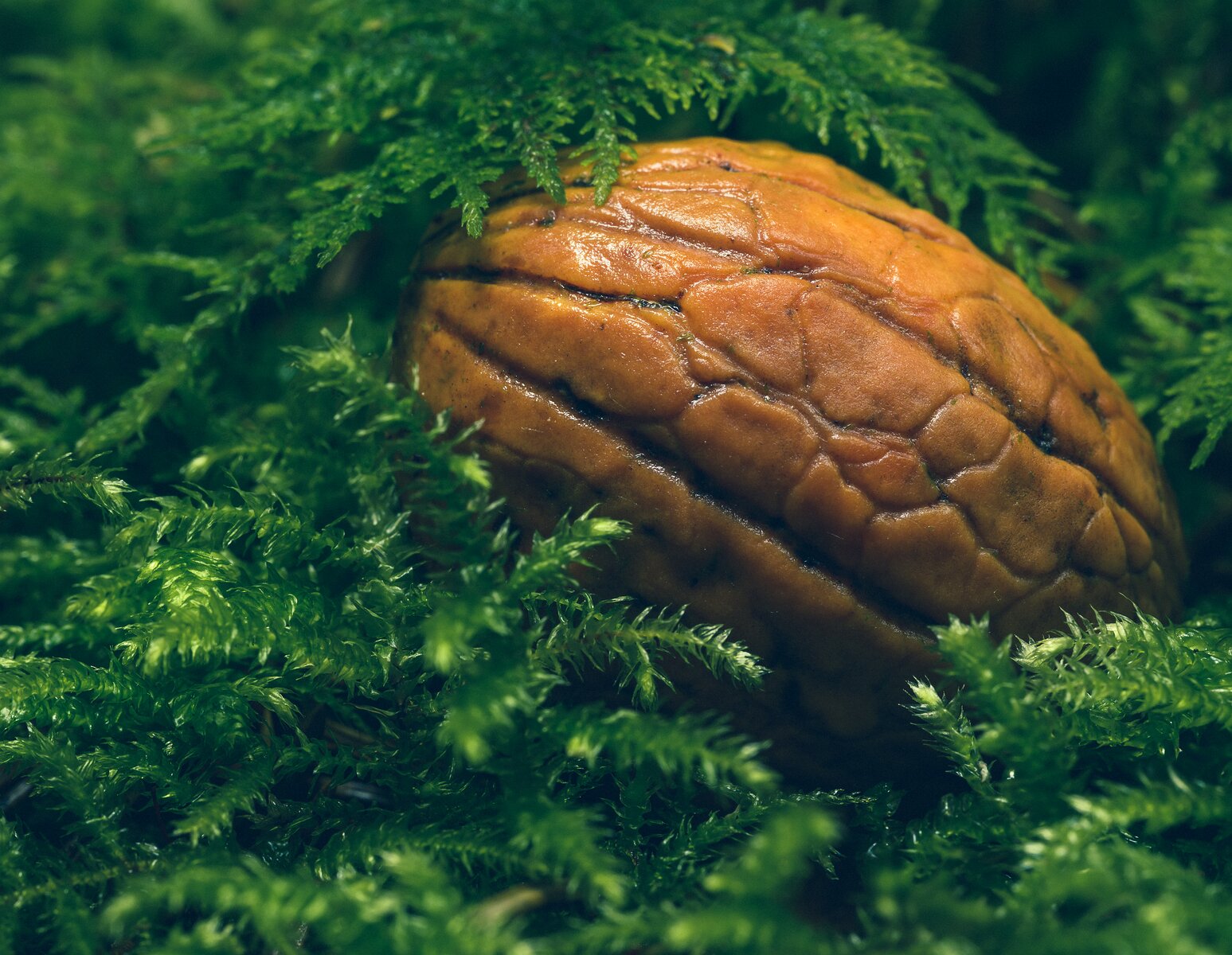 Forest Seed A wrinkled walnut sits nestled in a soft bed of green moss.