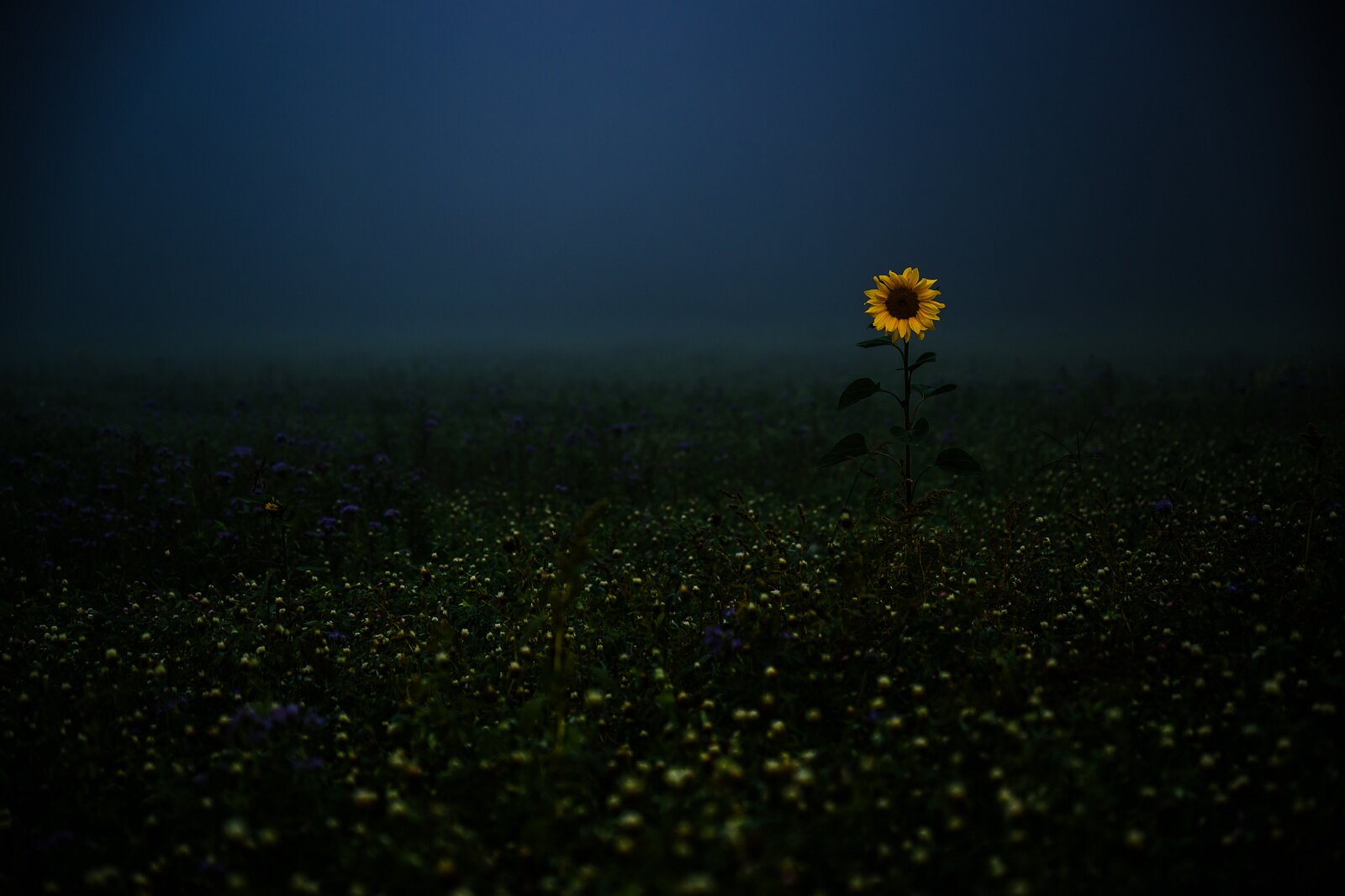 Fog Flower A lone sunflower stands tall in a misty, dimly lit open field.