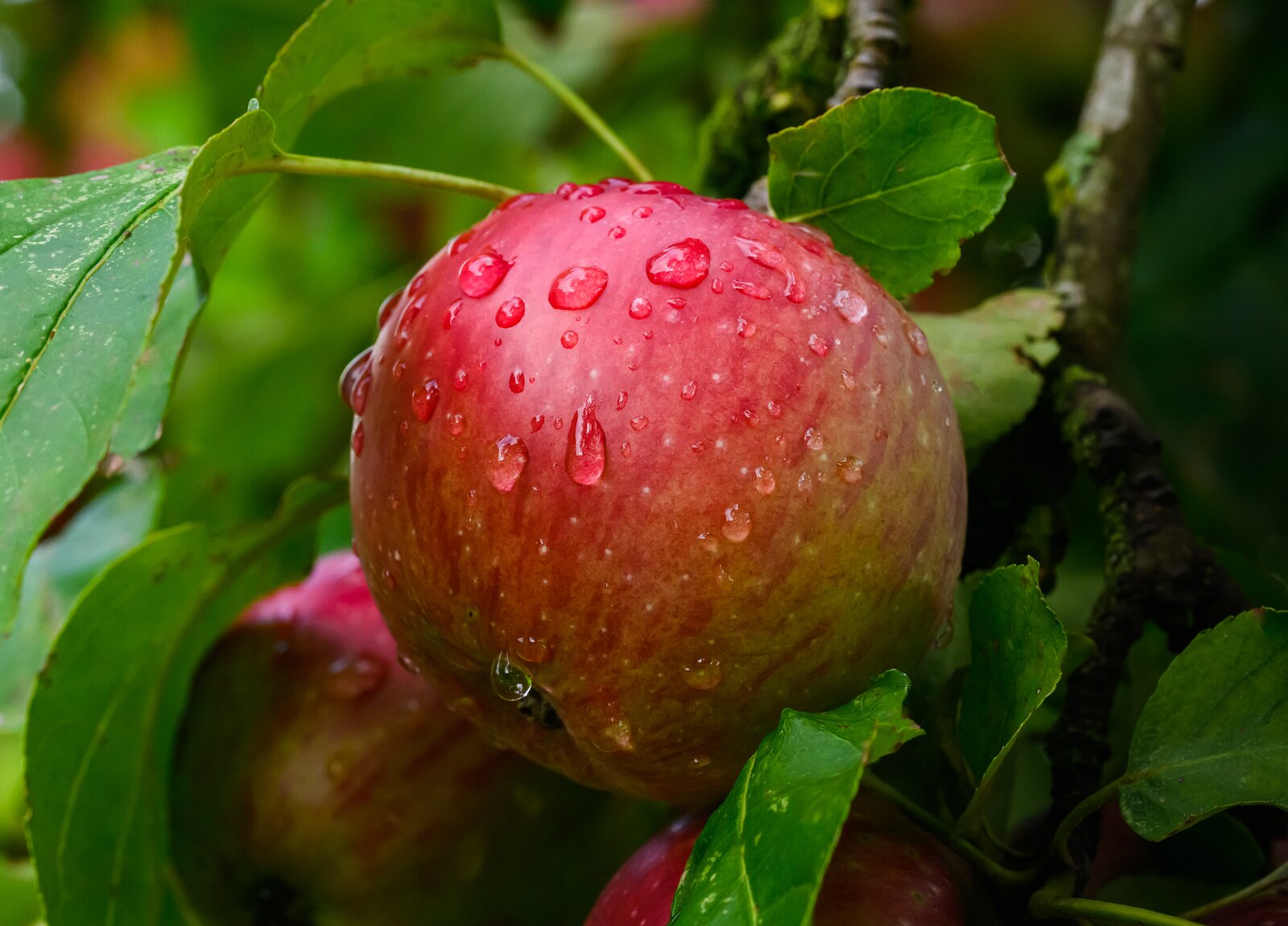 Orchard Jewel A red apple covered in water droplets hangs from a leafy branch.