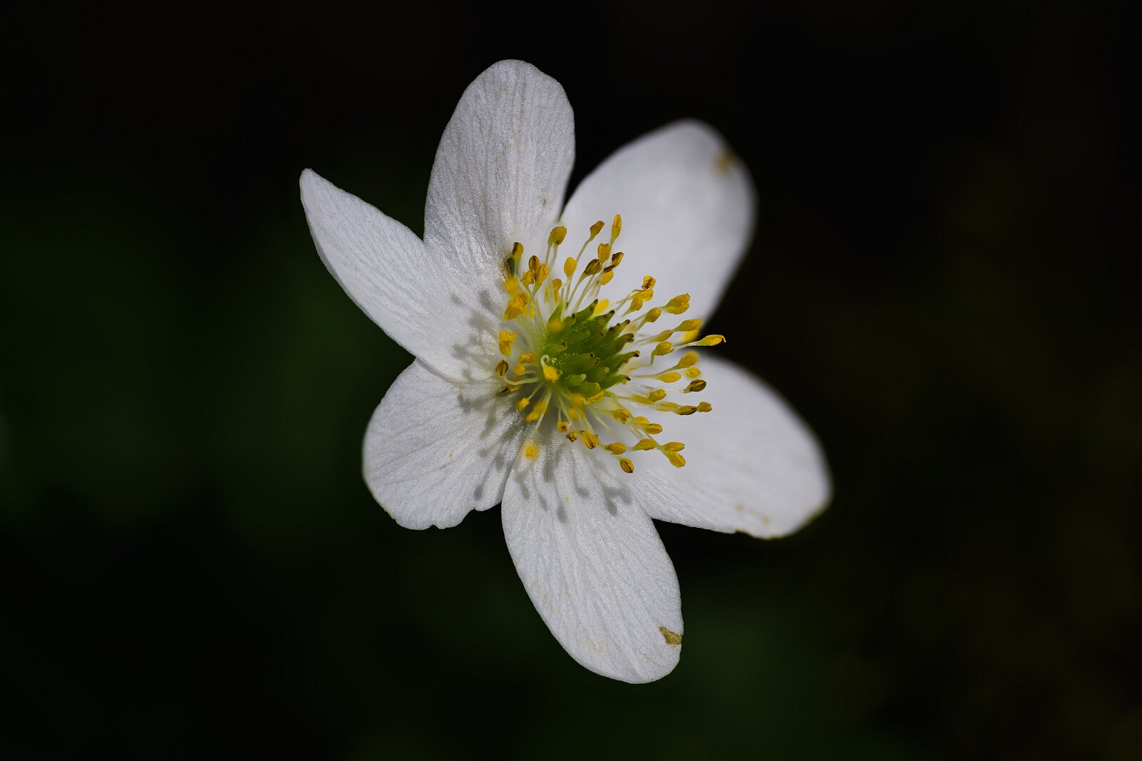 Spring Bloom A small white flower with yellow stamens blooms on a forest floor.