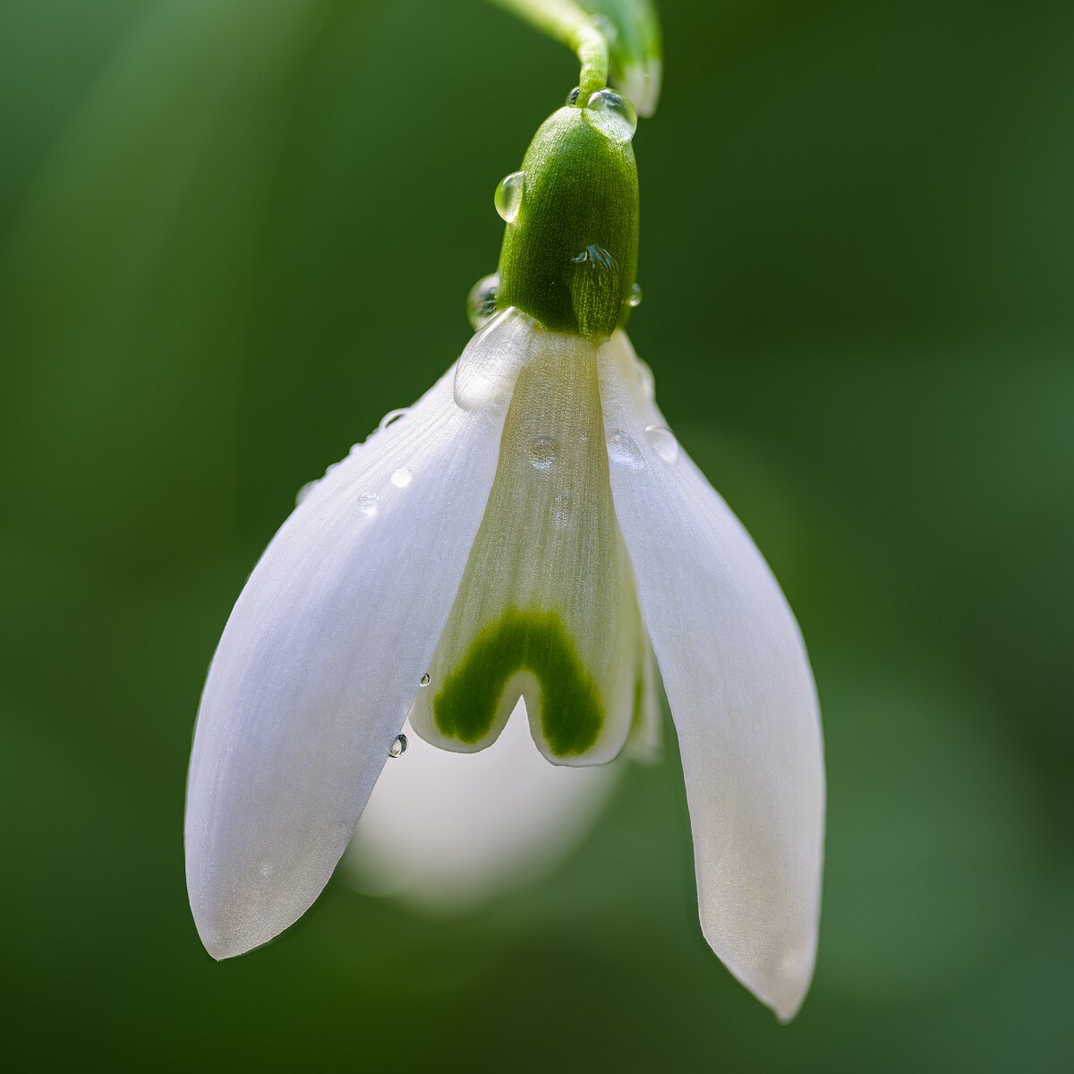 Fresh Whisper Macro view of a white snowdrop flower dotted with dewdrops against a soft green backdrop.