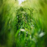 Green Passage Barley stalks curve into a soft tunnel of green and light.