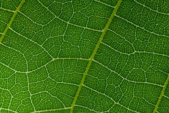 Chlorophyll Grid A macro view shows a network of veins across a bright green leaf.