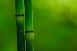 Primal Growth Jointed green horsetail stalks rise vertically with dark segmented rings.