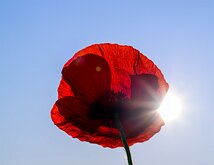Solar Bloom A red poppy glows from behind, its petals lit by direct sunlight.