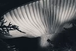 Hidden Light Monochrome close-up of a mushroom illuminated from below, revealing translucent gills framed by dark forest foliage.