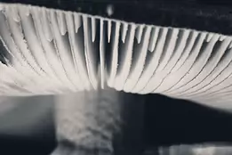 Fragile Rhythm Macro black and white image of mushroom gills in soft focus, highlighting the delicate, parallel ridges and tonal gradients.