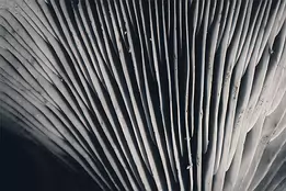 Soft Structure Close-up monochrome abstraction of mushroom gills with vertical lines and subtle shadow transitions.