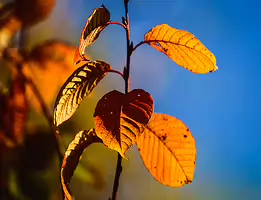 Ephemeral Flame Close-up photograph of golden autumn leaves on a thin branch, illuminated by warm sunlight against a clear blue sky. The vivid contrast emphasizes the seasonal...