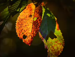 Fading Ember Macro photograph of partially decayed autumn leaves glowing in sunlight. The backlit textures reveal rich orange, yellow, and green tones with small holes and...