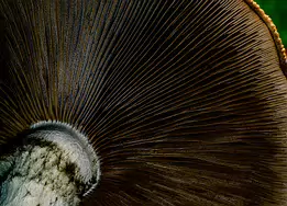 Hidden Cathedral Close-up macro photograph of the underside of a mushroom, showing the radial gill structure in fine detail with a shallow depth of field. The dark brown gills...