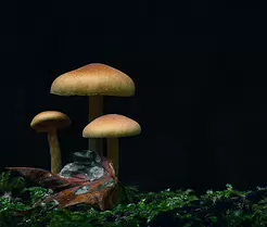 Autumn Kinship Close-up of three small mushrooms growing on moss in soft, directional light, set against a dark blurred background. Their warm amber caps contrast gently with...