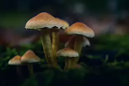 Humble Congregation A small cluster of tawny mushrooms rises from a lush mossy forest floor, softly lit by diffused autumn light, their delicate stems and caps forming a gentle,...
