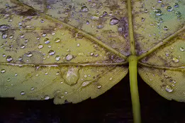 Fading Pulse Close-up macro photograph of the underside of a pale yellow leaf covered with glistening water droplets, revealing its intricate vein structure and fine...