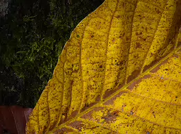 Autumn’s Memory Close-up of a mottled yellow autumn leaf resting against dark green moss, revealing intricate veins and fine texture in soft, even light.