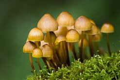Tiny Kingdom Delicate mushrooms with pale caps grow in a mossy patch of forest floor.