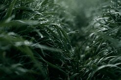 Morning Blades Tall, dewy grass arches over a narrow path in a green field.