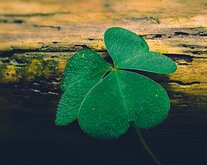 Green Icon A close-up of a three-leaved shamrock resting on a mossy log.