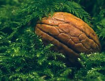 Forest Seed A wrinkled walnut sits nestled in a soft bed of green moss.