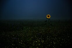 Fog Flower A lone sunflower stands tall in a misty, dimly lit open field.