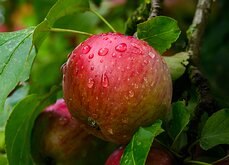 Orchard Jewel A red apple covered in water droplets hangs from a leafy branch.