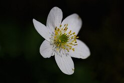 Spring Bloom A small white flower with yellow stamens blooms on a forest floor.