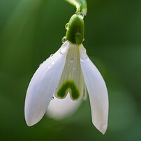 Fresh Whisper Macro view of a white snowdrop flower dotted with dewdrops against a soft green backdrop.
