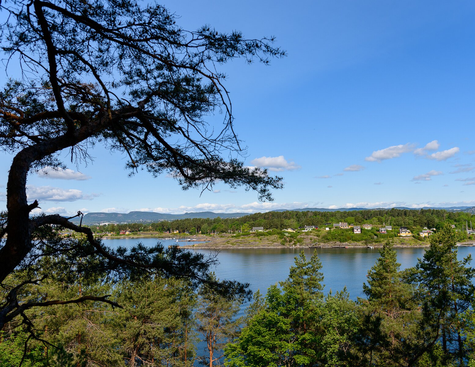 Fjord Cottages Pine branch frames cottages across Oslofjord from a hillside viewpoint in Oslo.