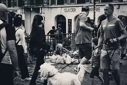 Overlooked Hardship Monochrome candid street scene showing pedestrians and a dog walking past a seated homeless woman surrounded by bags outside a city building.