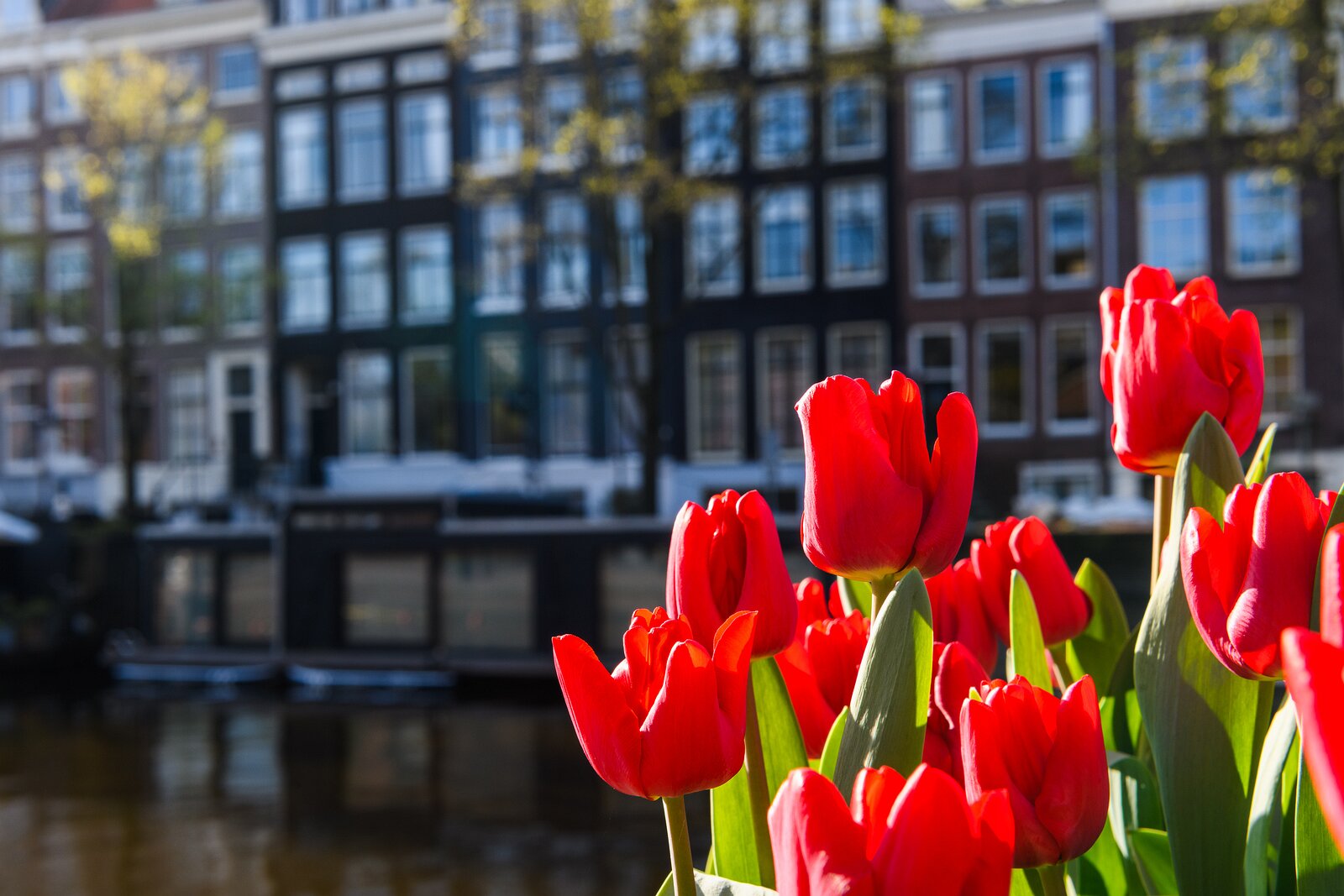 Canal Flowers Bright red tulips bloom beside traditional canal houses in Amsterdam during spring.