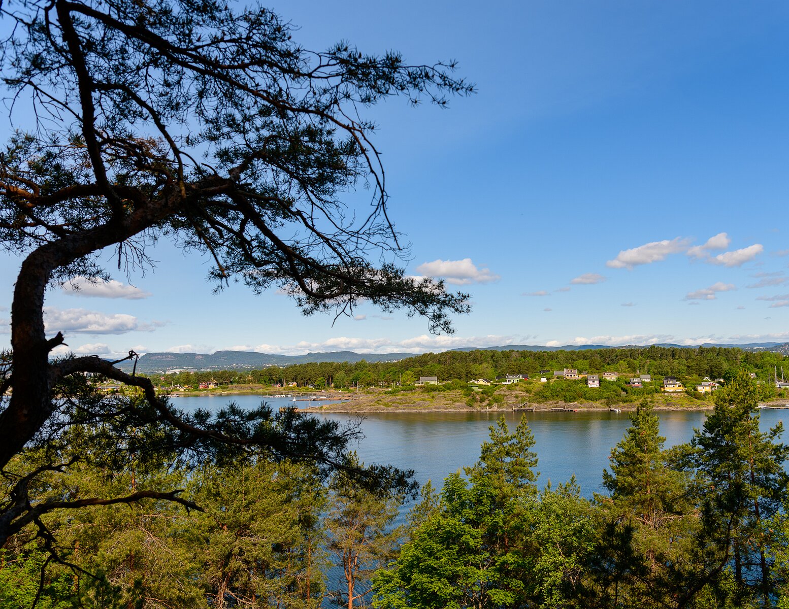 Fjord Cottages Pine branch frames cottages across Oslofjord from a hillside viewpoint in Oslo.