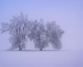 Frozen Twins Two snow-laden trees standing isolated in a featureless snowy landscape.