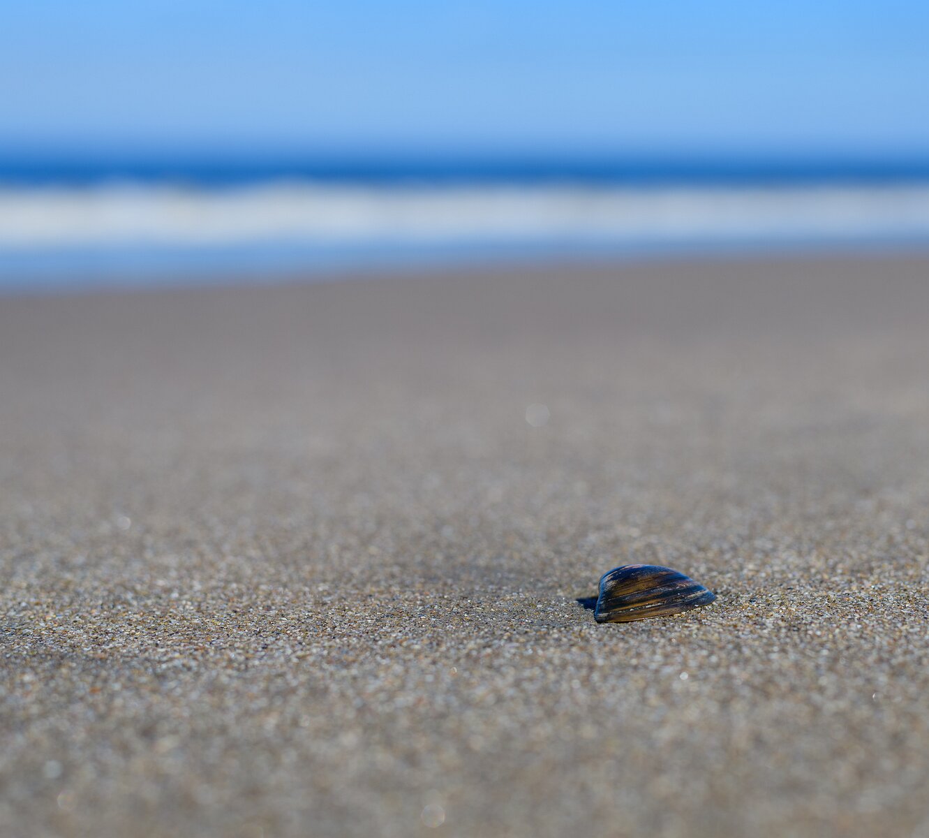 Beach Minimalism A single seashell sits on smooth sand with gentle waves blurred in the background.