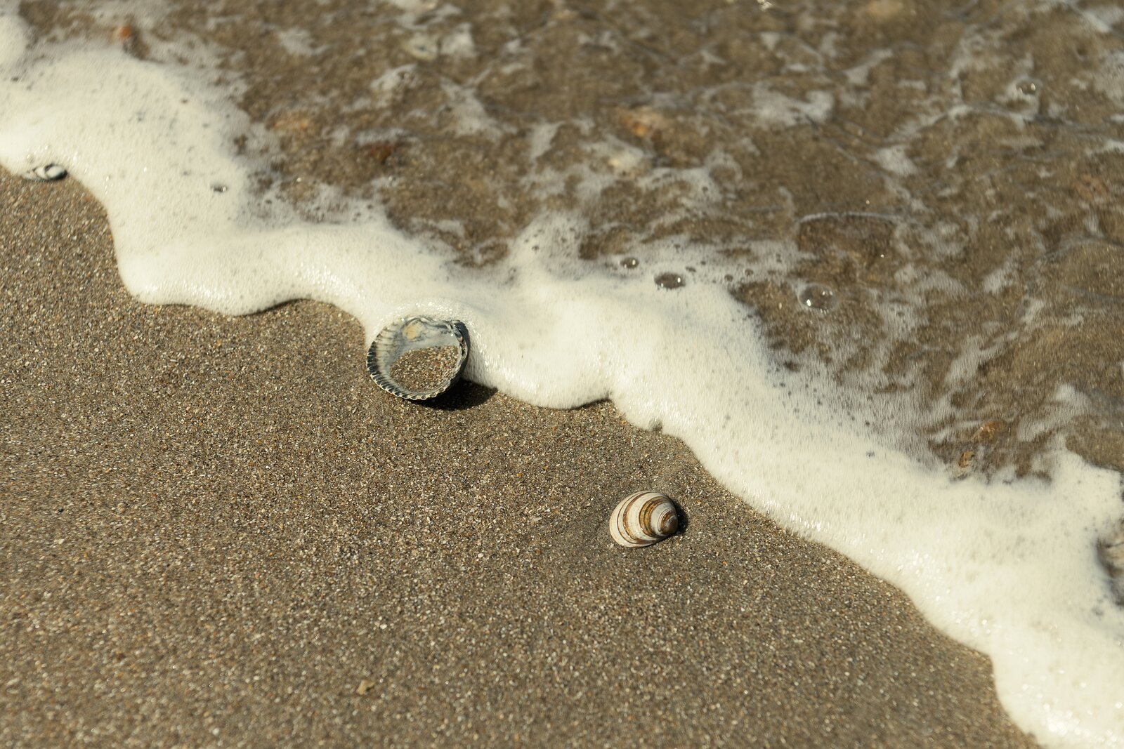 Beach Jewels Two seashells lie near the shoreline as seawater foam approaches.