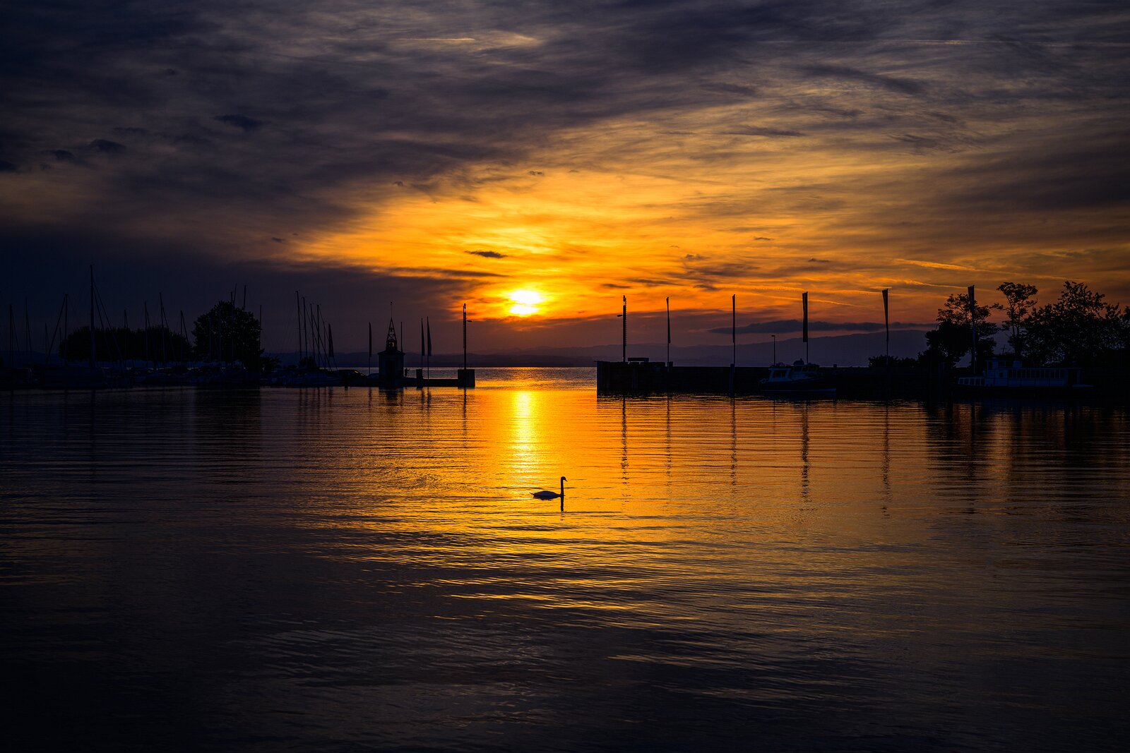Tranquil Glow A swan glides across golden water beneath a glowing sunrise at the harbor.