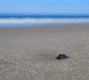 Beach Minimalism A single seashell sits on smooth sand with gentle waves blurred in the background.