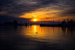 Tranquil Glow A swan glides across golden water beneath a glowing sunrise at the harbor.