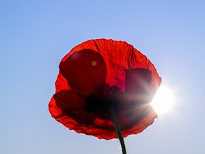 Nature Close and intimate views of the natural world — textures, patterns, and small wonders often overlooked.